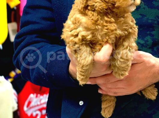 Red Brown Toy Poodle Yavrularimiz görsel
