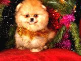 Tedy Bear Surat Boo Yavrularımız Mini Boy