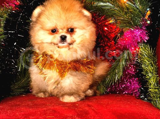 Tedy Bear Surat Boo Yavrularımız Mini Boy görsel