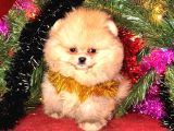 Tedy Bear Surat Boo Yavrularımız Mini Boy