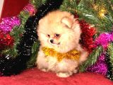 Tedy Bear Surat Boo Yavrularımız Mini Boy