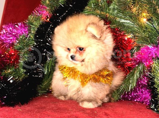 Tedy Bear Surat Boo Yavrularımız Mini Boy görsel