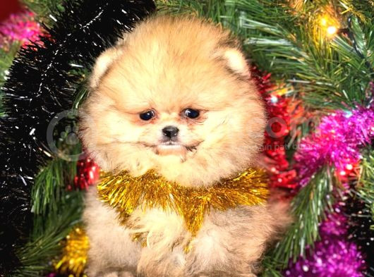 Tedy Bear Surat Boo Yavrularımız Mini Boy görsel