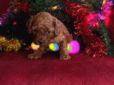 Toy Poodle Yavrularimiz Hazir