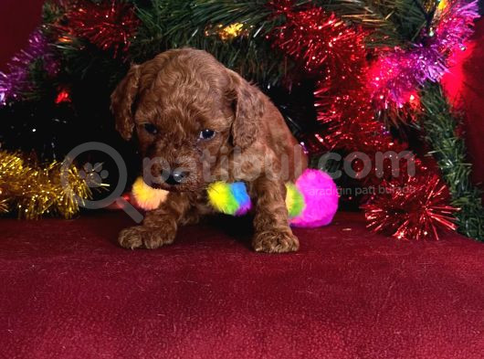 Toy Poodle Yavrularimiz Hazir görsel