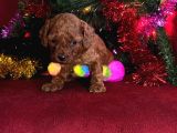 Toy Poodle Yavrularimiz Hazir