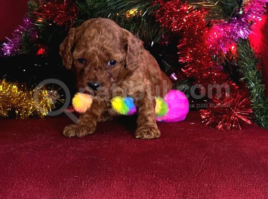 Toy Poodle Yavrularimiz Hazir görsel