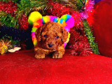 TOY POODLE YAVRULARIMIZ HAZIR