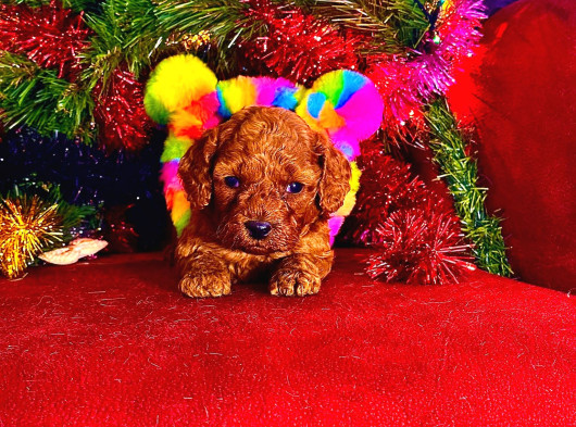 Toy Poodle Yavrularimiz Hazir