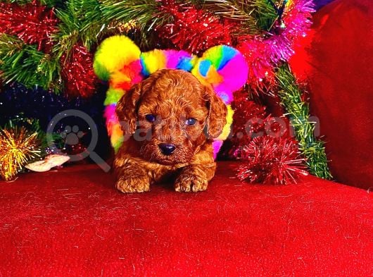 Toy Poodle Yavrularimiz Hazir görsel