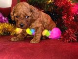 Toy Poodle Yavrularimiz Hazir