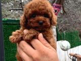 Toy Poodle Yavrularımız