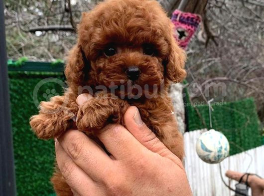 Toy Poodle Yavrularımız görsel