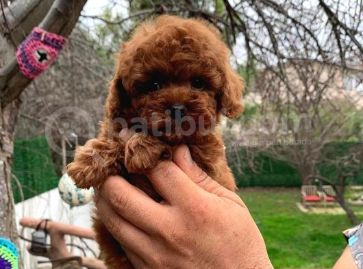 Toy Poodle Yavrularımız görsel