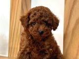 Toy Poodle Yavrularımız