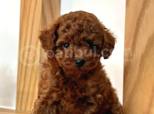 Toy Poodle Yavrularımız