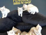 Renk Renk British Shorthair Yavrular Ankara Mağazamizda Görn