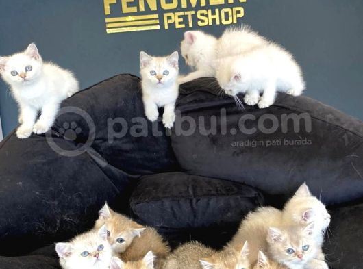 Renk Renk British Shorthair Yavrular Ankara Mağazamizda Görn görsel