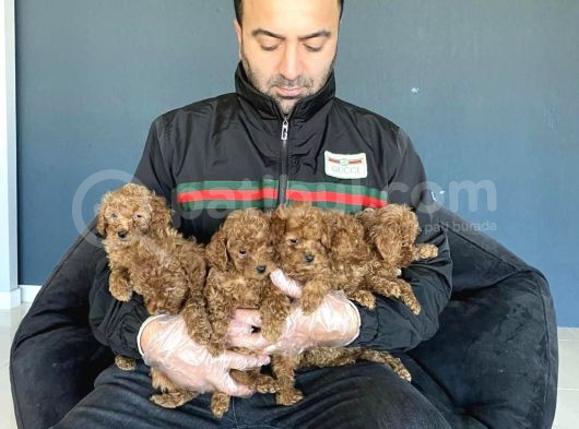 Renk Renk Orji̇nal Toy Podle Yavrular Ankara Mağazmizda Görün görsel