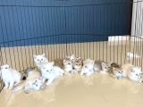 Renk Renk British Shorthair Yavrular Ankara Mağazamizda Görn