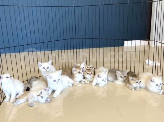 Renk Renk British Shorthair Yavrular Ankara Mağazamizda Görn görsel