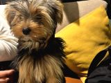 Yorkshire Terrier