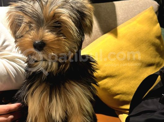 Yorkshire Terrier görsel