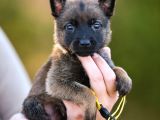 İstanbulda tek safkan K9 Belçika Malinois kurdu yavrular