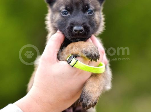 İstanbulda Tek Safkan K9 Belçika Malinois Kurdu Yavrular görsel