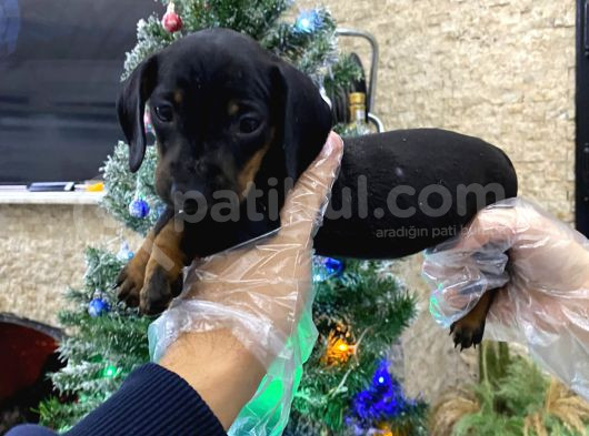 Dakhund Dişi Ve Erkek Yavrularımız İstanbulda Tek görsel