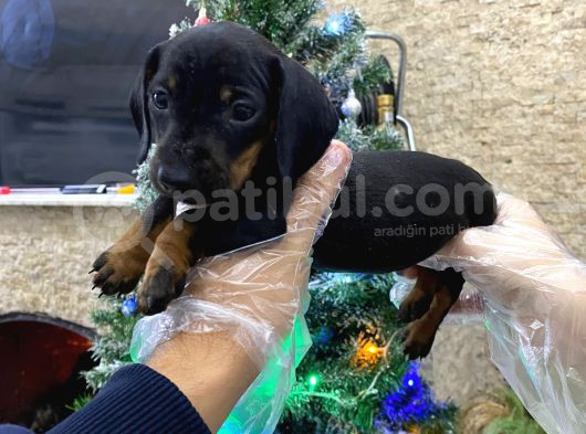 Dakhund Dişi Ve Erkek Yavrularımız İstanbulda Tek