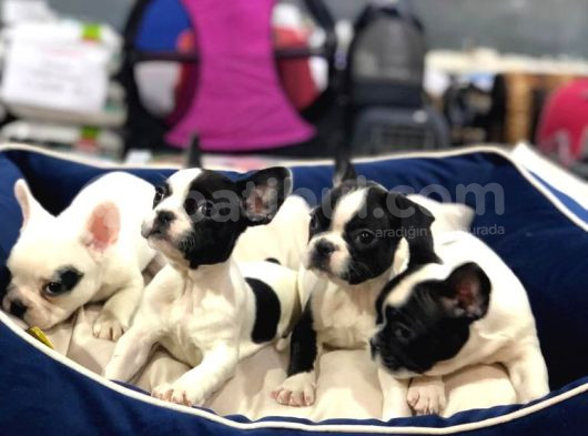 Mall Of İstanbul Blue Tan Fransiz Bulldog Orijinal Garantili görsel