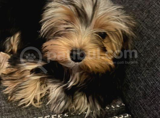 Yorkshire Terrier görsel