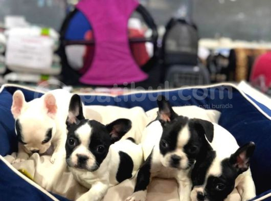Mall Of İstanbul Blue Tan Fransiz Bulldog Orijinal Garantili görsel