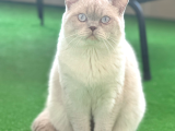 British Shorthair Çipli