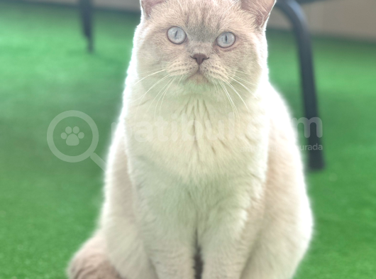 British Shorthair Çipli
