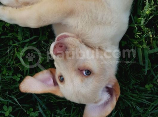 Macar Orji̇nal Labrador Yavrular görsel