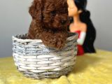 Eşsiz Güzellikteki Uygun Toy Poodle Bebeklerim
