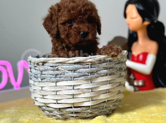 Eşsiz güzellikteki uygun toy poodle bebeklerim