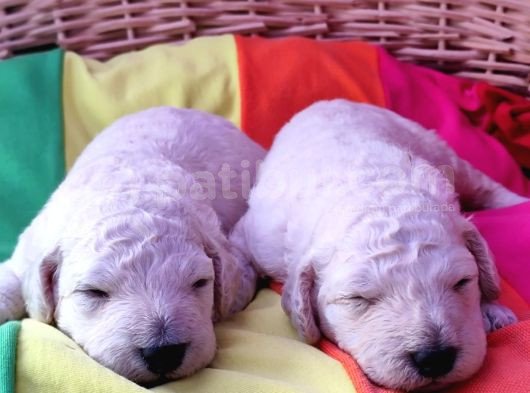 Çok Uygun Rakamlara Dev Poodle Yavrular görsel