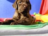 MACAR ORJİNAL LABRADOR YAVRULAR