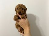 Show Kalite Uygun Toy Poodle Bebeklerim