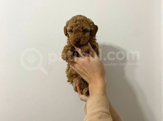 Show Kalite Uygun Toy Poodle Bebeklerim görsel