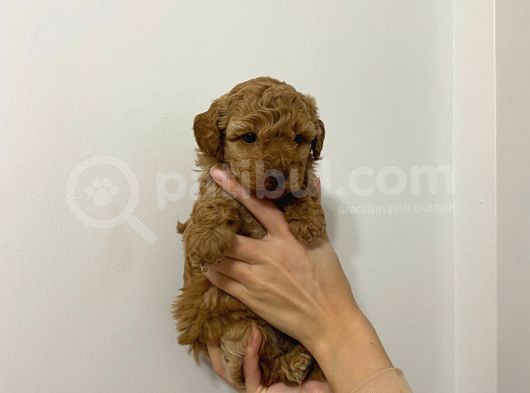 Show Kalite Uygun Toy Poodle Bebeklerim görsel