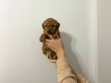 Show kalite uygun toy poodle bebeklerim