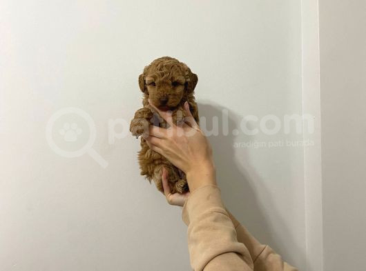Show Kalite Uygun Toy Poodle Bebeklerim