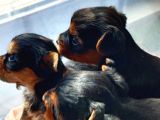 1 Erkek 1 Dişi Yorkshire Terrier Yavrular