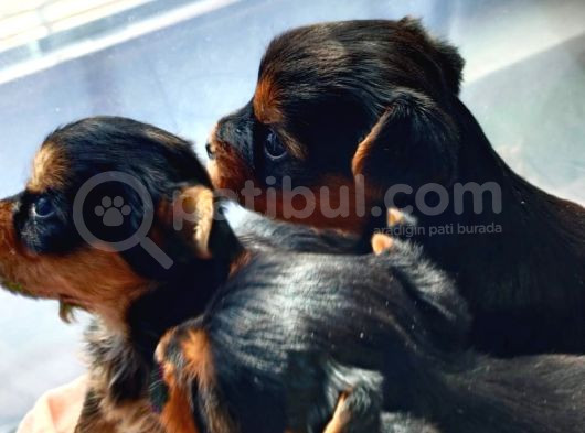 1 Erkek 1 Dişi Yorkshire Terrier Yavrular görsel