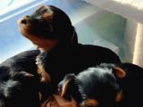 1 Erkek 1 Dişi Yorkshire Terrier Yavrular
