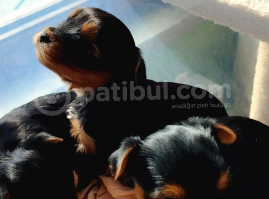 1 Erkek 1 Dişi Yorkshire Terrier Yavrular görsel